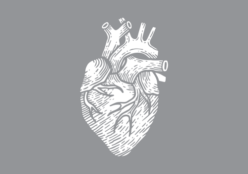 Human Heart Vector Illustration