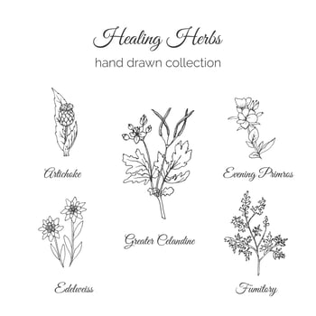 Holistic Medicine. Healing Herbs Illustration. vector