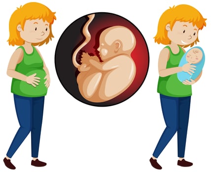 A Vector of Pregnancy Woman