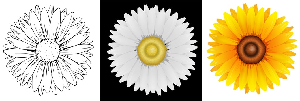 Different drafts of sunflower vector