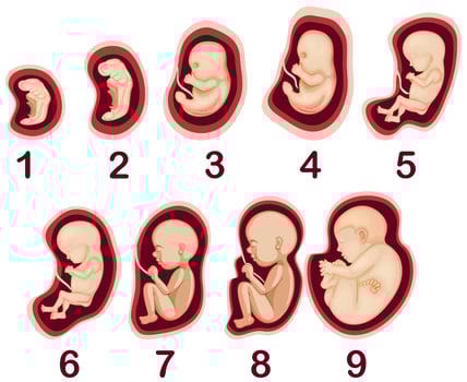 A Vector of Human Embryo Development