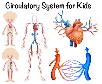 Circulatory system for kids vector