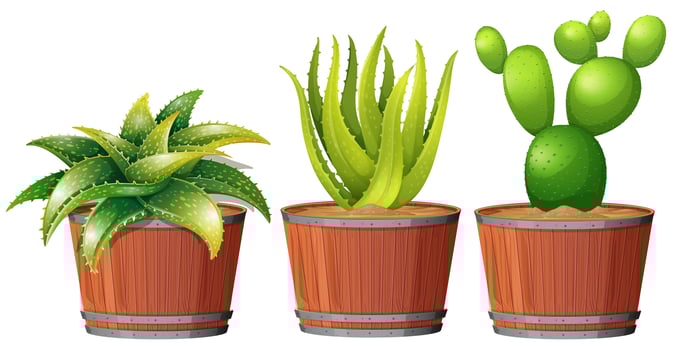 Cactus Growing in the Pot vector