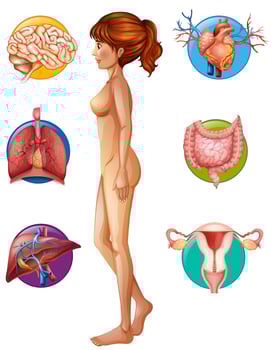 A Human Anatomy and Organ vector