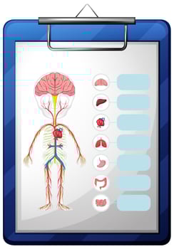 Human organs on blue board vector
