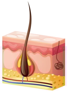Human hair growing from the skin vector
