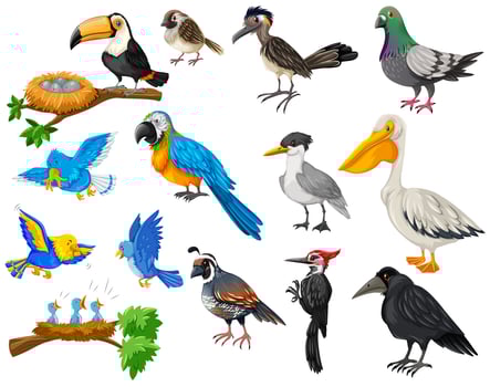 Different kinds of birds set vector