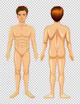 Front and Back of Male Body vector