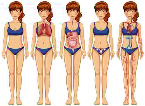 A Woman Body and Anatomy vector