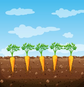 Carrots growing underground with roots vector