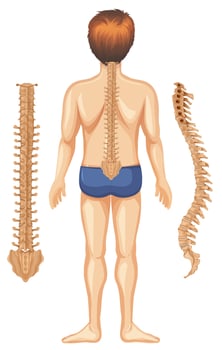 Human Anatomy of Spine on White Background vector