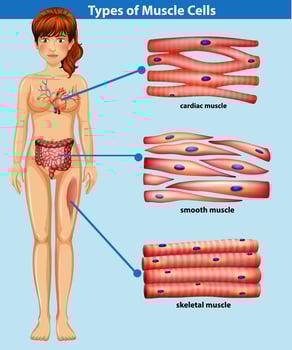 A Human Anatomy of Muscle vector