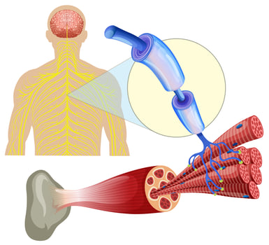 Human healthy muscle nerves  vector