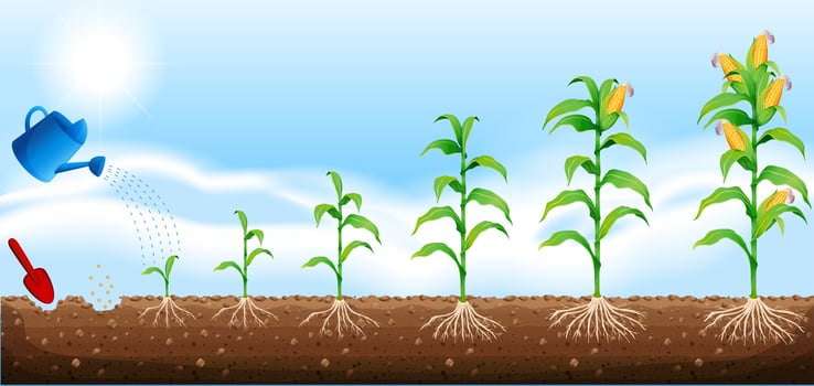 A set of corn development vector