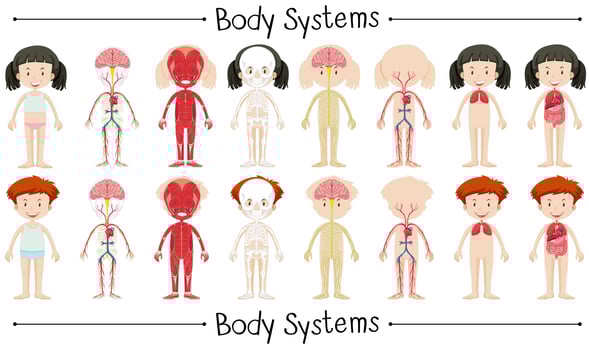 Body system of boy and girl vector