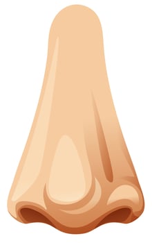 A isolated human nose vector