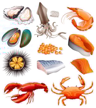 Set of seafood on white background vector