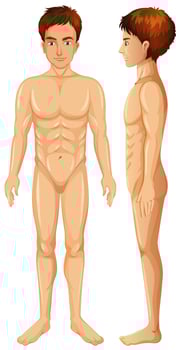 Male Body on White Background vector
