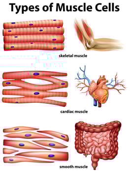 Diagram showing types of muscle cells vector