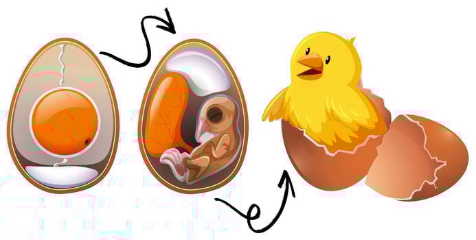 Chicken Egg Life Cycle vector