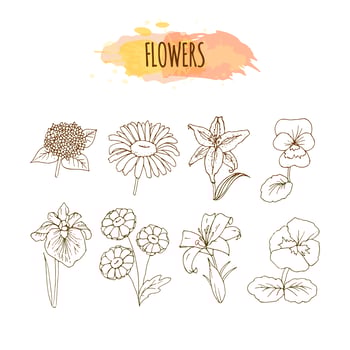 Hand Drawn Flower Set. Floral Illustration. vector