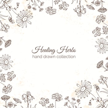 Herbs Illustration. Floral frames. vector