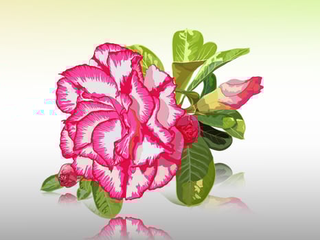 Impala lily, desert rose, mock azalea, pinkbignonia, adenium flower vector