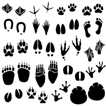 Animal Footprint Track Vector.  vector