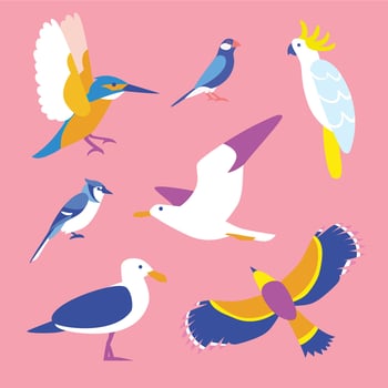 Bird Clipart Set Vector