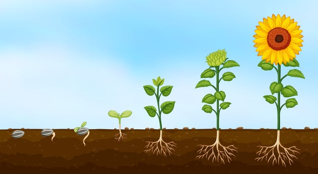Diagram of plant growth stages  vector