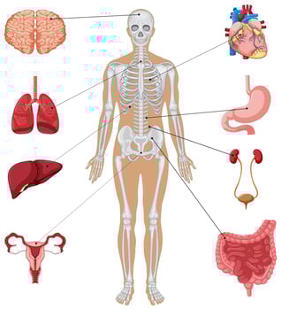 Human anatomy with different internal organs vector