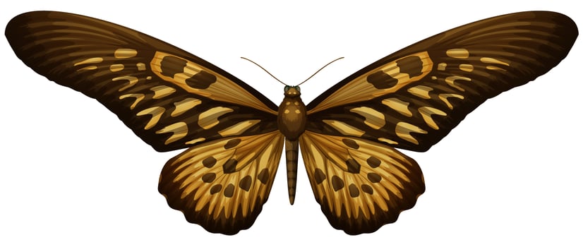 Giant African Swallowtail - Papilio antimachus vector