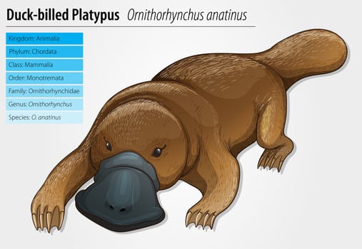 Duck-billed platypus vector