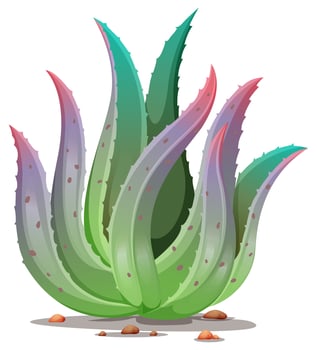 An aloe vera plant vector