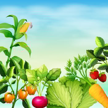 Many types of vegetables vector