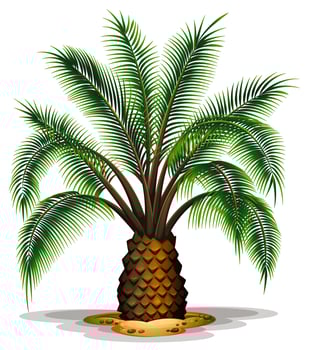Phoenix canariensis vector