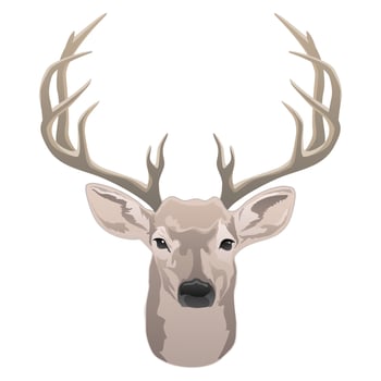 Deer head, beautiful buck with antlers color isolated vector illustration