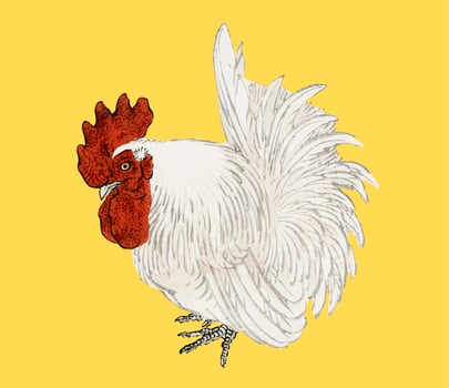 Japanese Bantam by Kno Bairei 1844-1895. Digitally enhanced from our own original 1913 edition of Bairei Gakan. vector