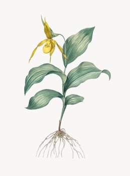 Vintage Illustration of Yellow Lady39s Slipper Orchid vector