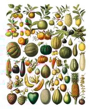 A vintage illustration of a wide variety of fruits and vegetables from the book, Nouveau Larousse Illustre 1898, by Larousse, Pierre, Aug and Claude, Digitally enhanced by rawpixel. vector