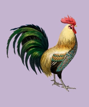 Cock illustrated by Charles Dessalines D39 Orbigny 1806-1876. Digitally enhanced from our own 1892 edition of Dictionnaire Universel D39histoire Naturelle. vector