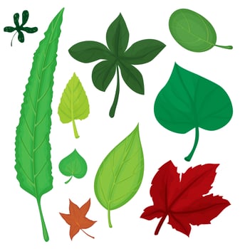 Leaves set vector