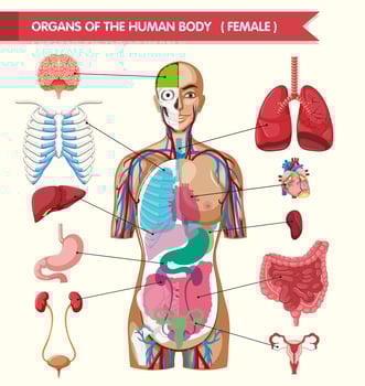 Organs of the human body diagram vector