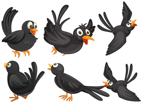 Black birds vector