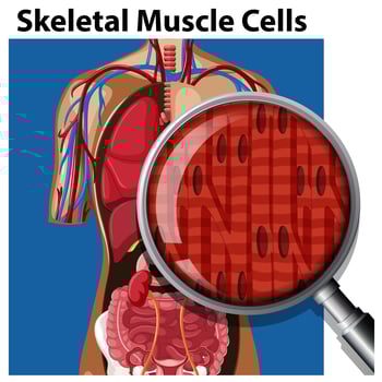 A Vector of Skeletal Muscle Cells