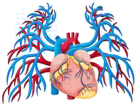 A Human Heart on White Background vector