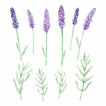 watercolor lavender flowers and leaves vector