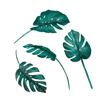 Isolated Watercolor Monstera Leaves Collection vector