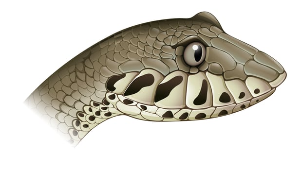 Death adder vector