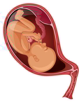 Baby in womb of pregnant woman vector